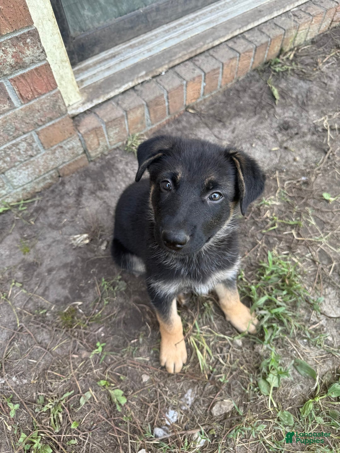 German Shepherd dogs for sale: Birdie - Image 3