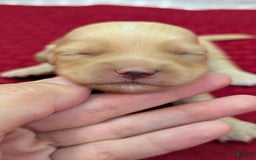 Cockapoo dogs for sale: Fishlegs - Image 12