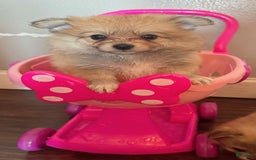 Pomeranian dogs for sale: Kyra - Image 5