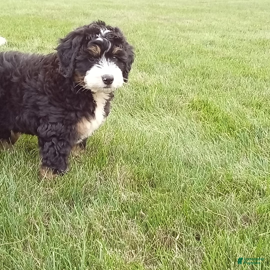 Mini Bernedoodle dogs for sale: Shiloh - Image 10