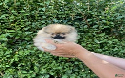 Maltipoo dogs for sale: Drey - Image 3
