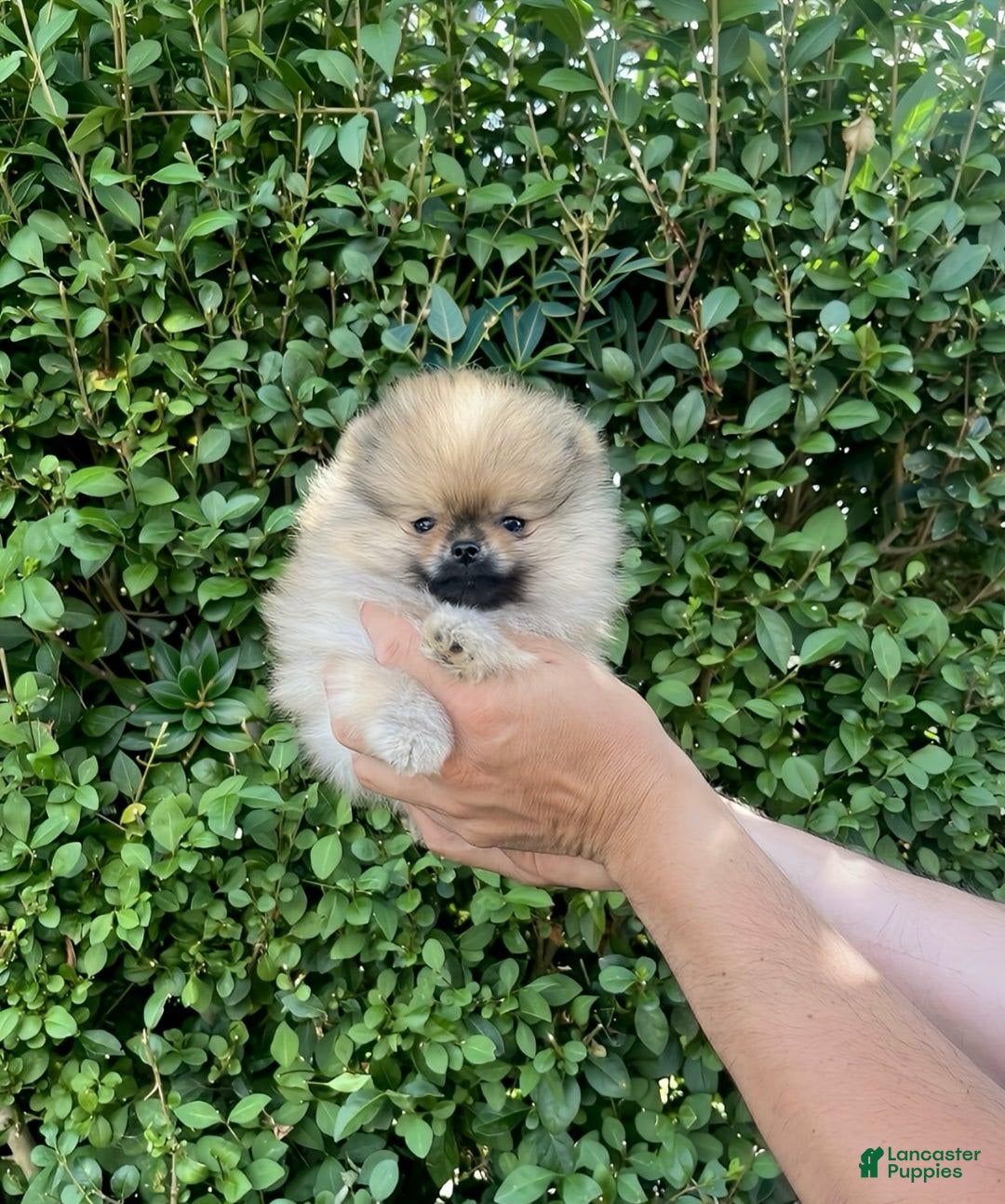 Maltipoo dogs for sale: Drey - Image 3