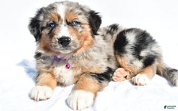 Miniature Australian Shepherd dogs for sale: Indie - Image 1
