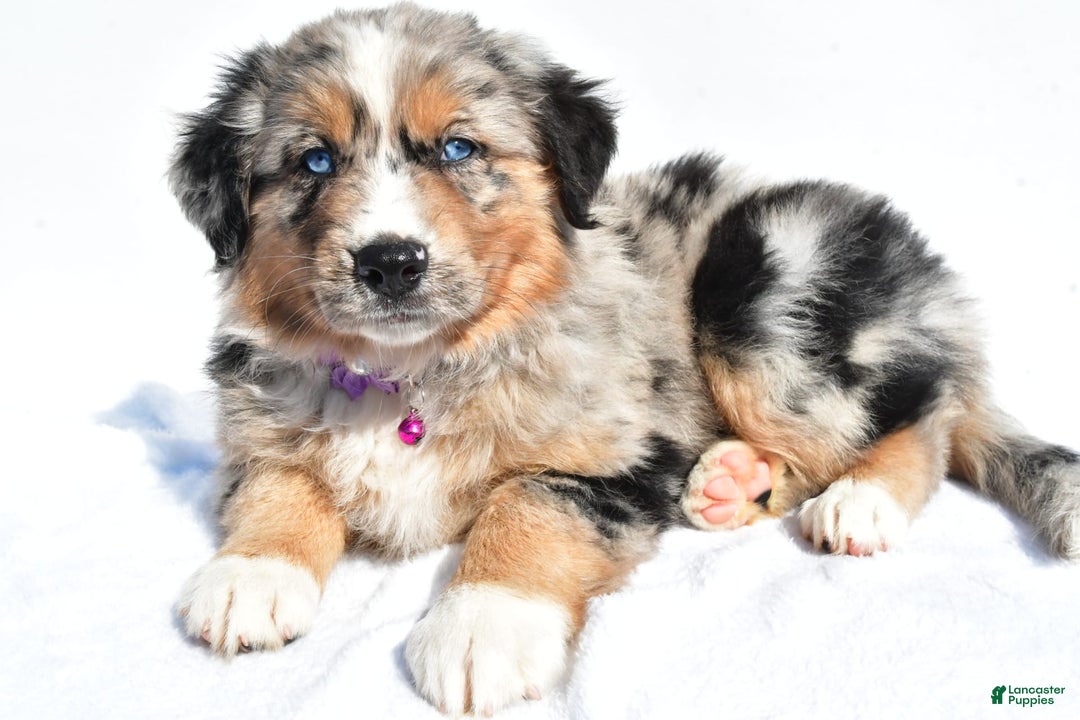 Miniature Australian Shepherd dogs for sale: Indie - Image 1