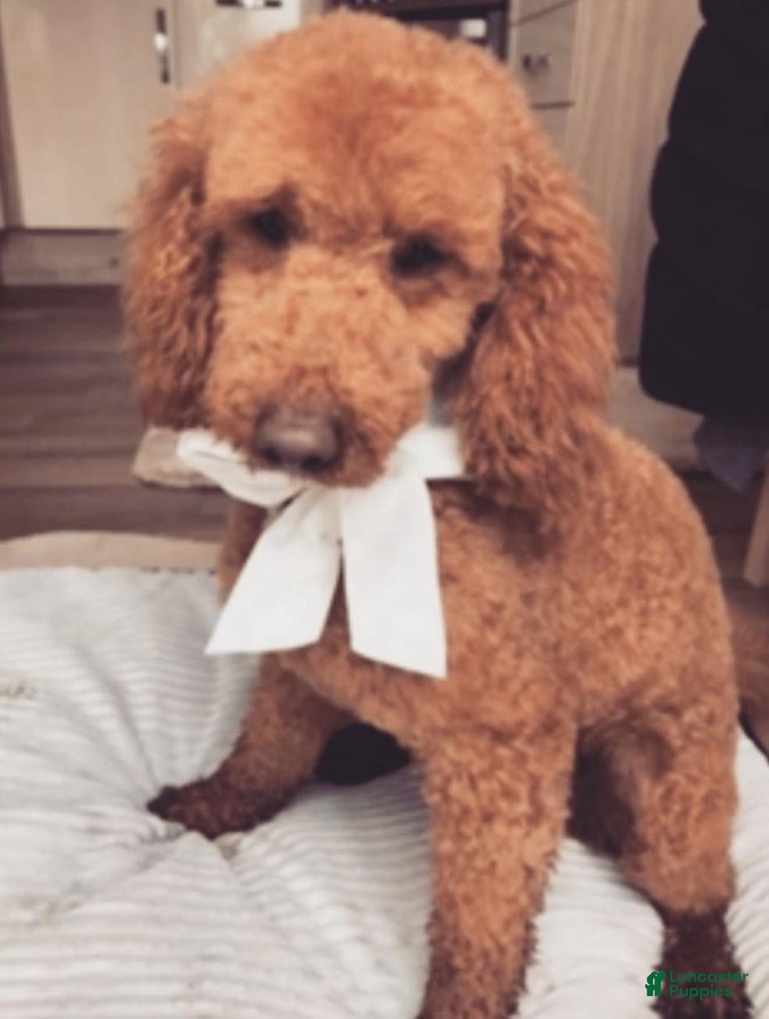 Cavapoo dogs for sale: Lara - Image 7