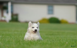 Gerberian Shepsky dogs for sale: Romeo - Image 1