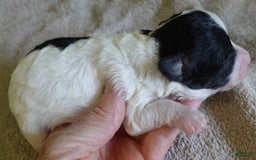 Toy Poodle dogs for sale: Zara Parti Girl - Image 1
