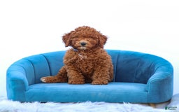 Miniature Poodle dogs for sale: Beau - Image 3