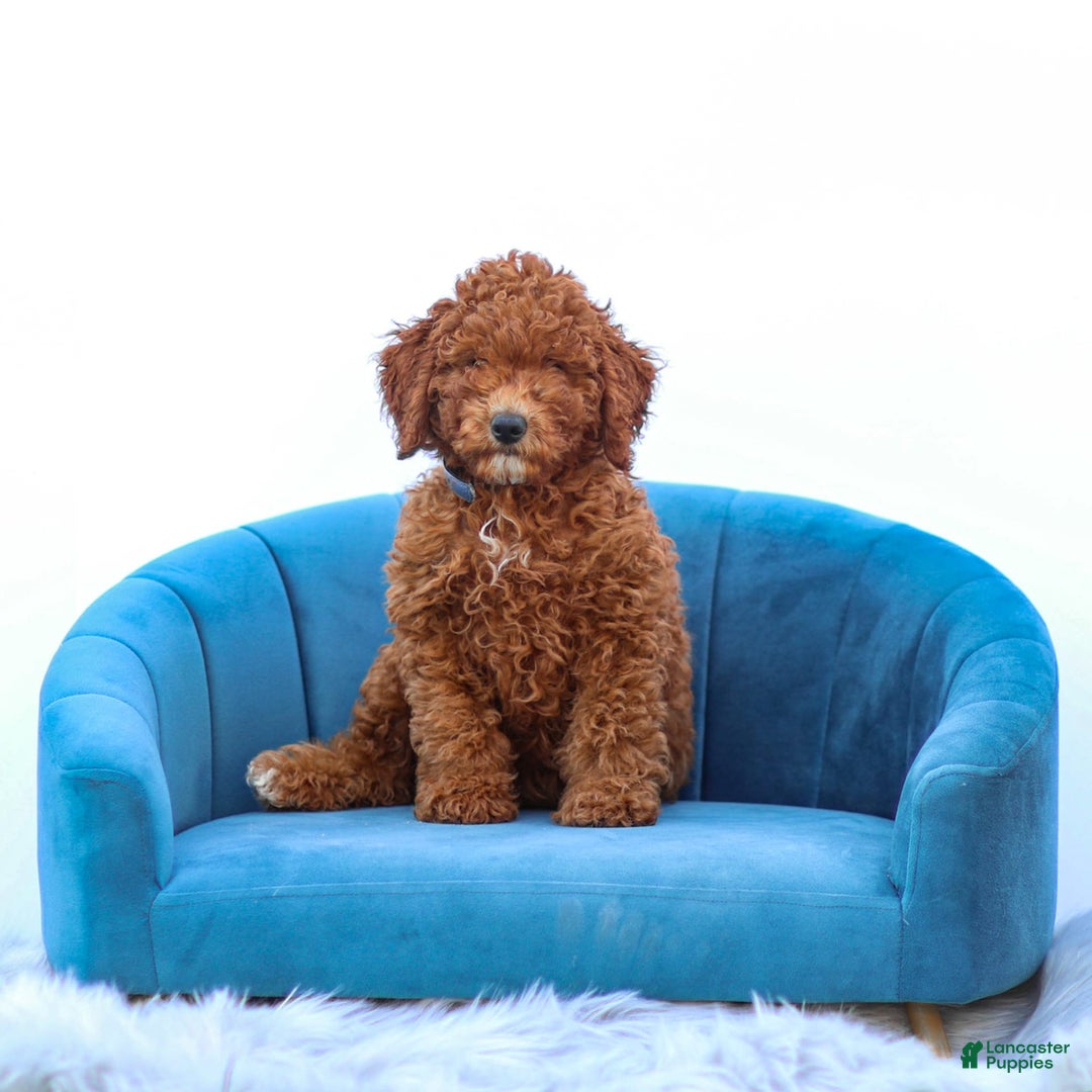 Miniature Poodle dogs for sale: Beau - Image 3