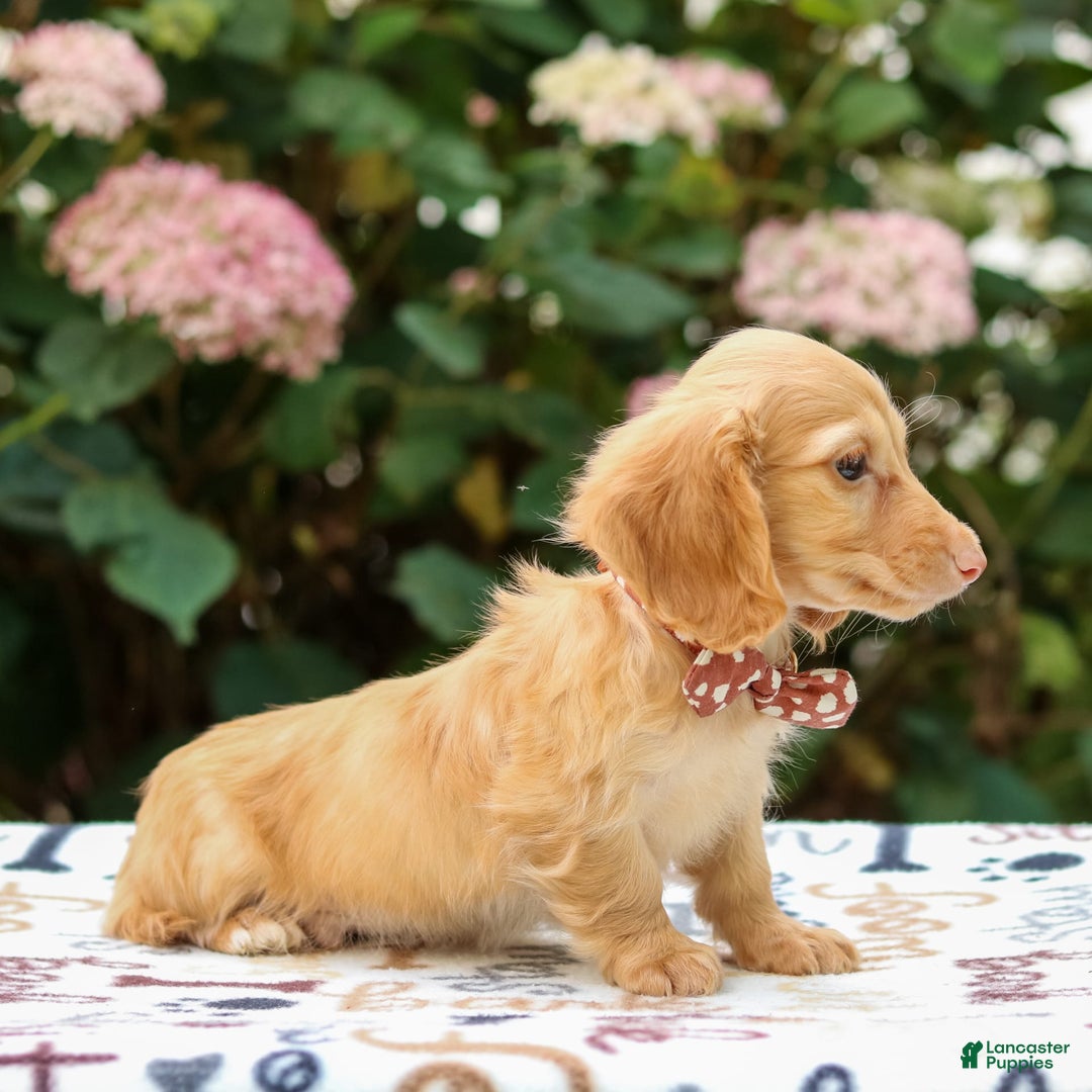 Miniature Dachshund dogs for sale: Sparky - Image 5