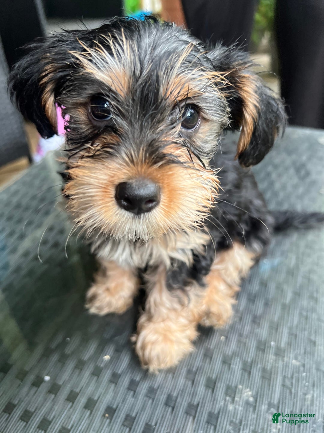 Yorkiepoo dogs for sale: Luna - Image 1