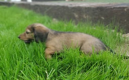 Dachshund dogs for sale: Lena - Image 17