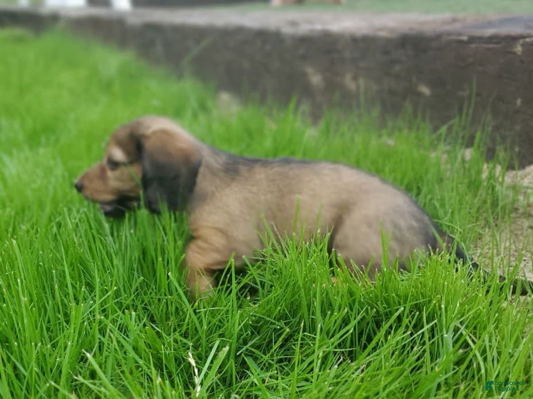 Dachshund dogs for sale: Lena - Image 17