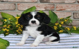 Cavalier King Charles Spaniel dogs for sale: Drew - Image 15