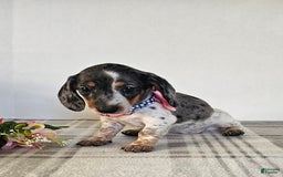 Dachshund dogs for sale: Miss Bailey - Image 10