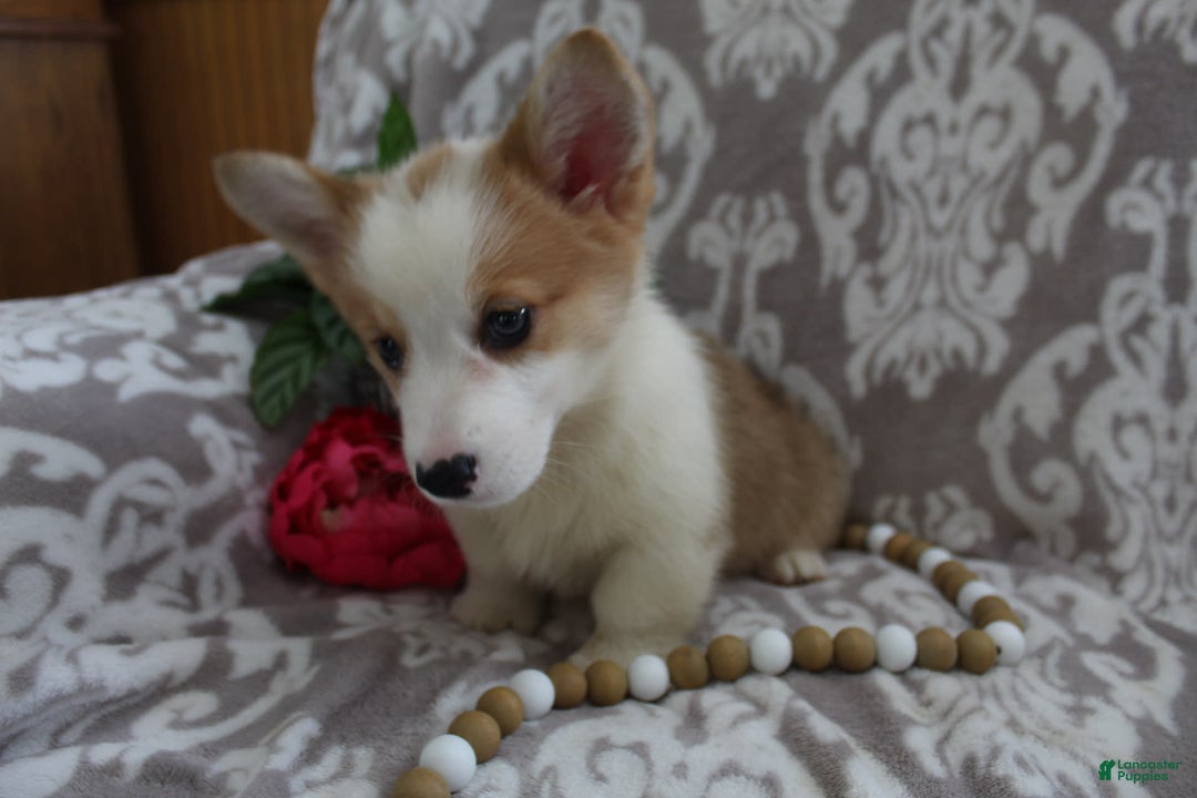 Welsh Corgi Pembroke dogs for sale: Kory - Image 11