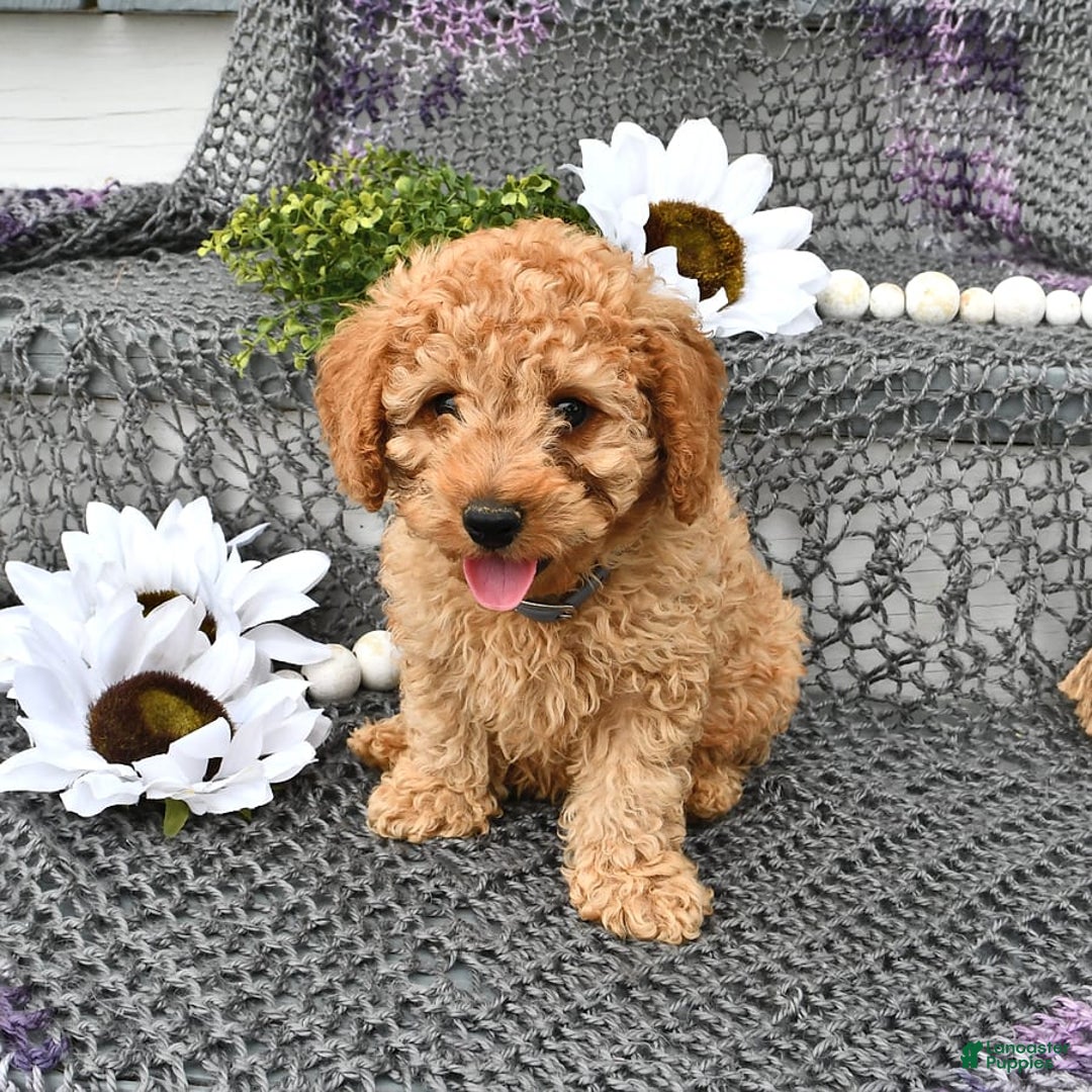 Cavapoo dogs for sale: Caramel - Image 8