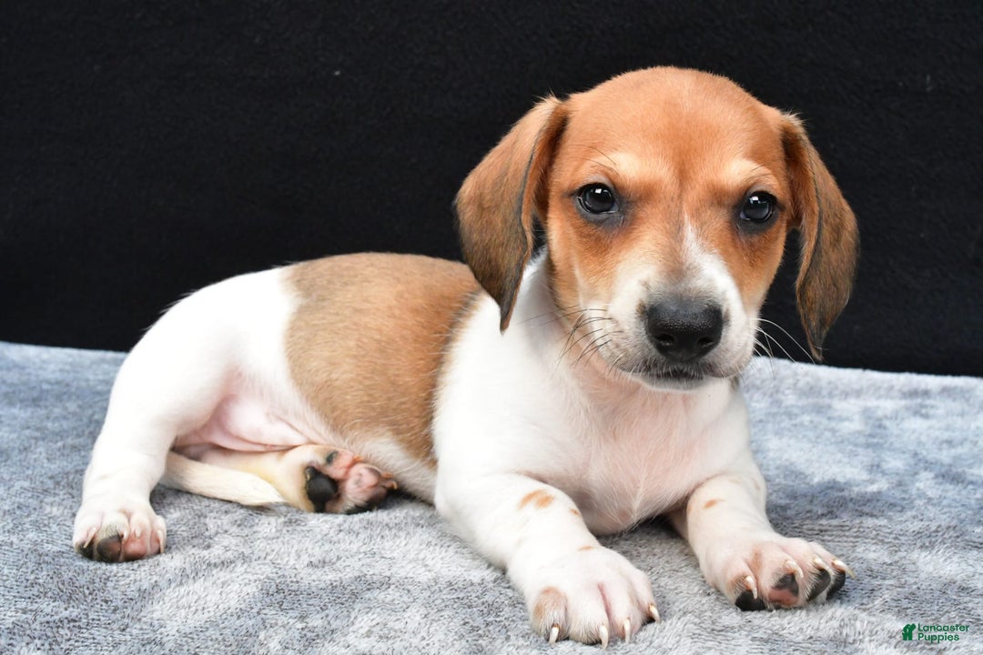 Miniature Dachshund dogs for sale: Jip - Image 8