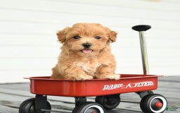 Maltipoo dogs for sale: River - Image 2