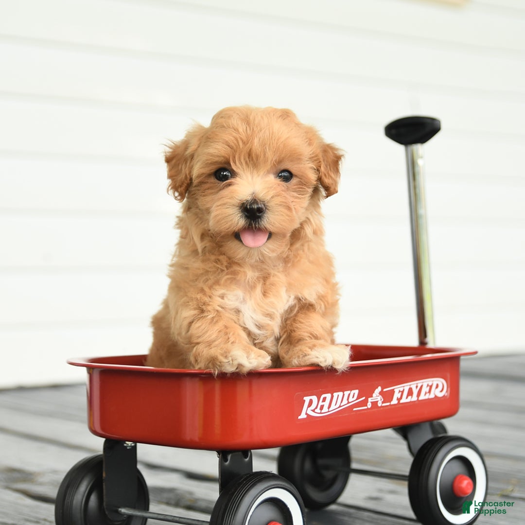 Maltipoo dogs for sale: River - Image 2