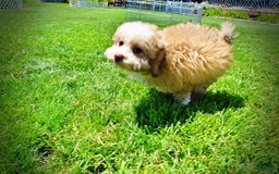 Havapoo dogs for sale: Webster - Image 2