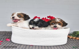 Lhasapoo dogs for sale: Oreo - Image 3