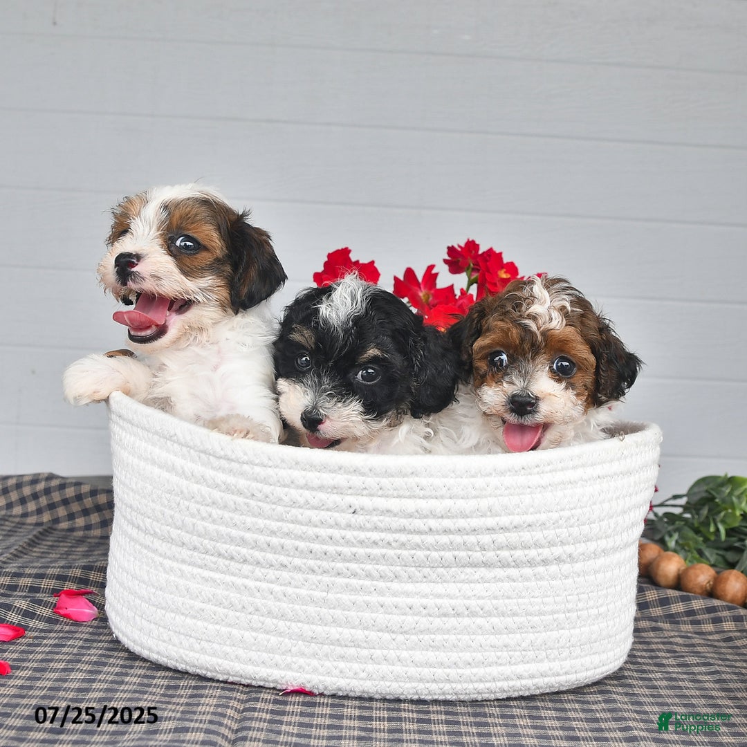 Lhasapoo dogs for sale: Oreo - Image 3