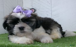 Shih Tzu dogs for sale: Susie - Image 1