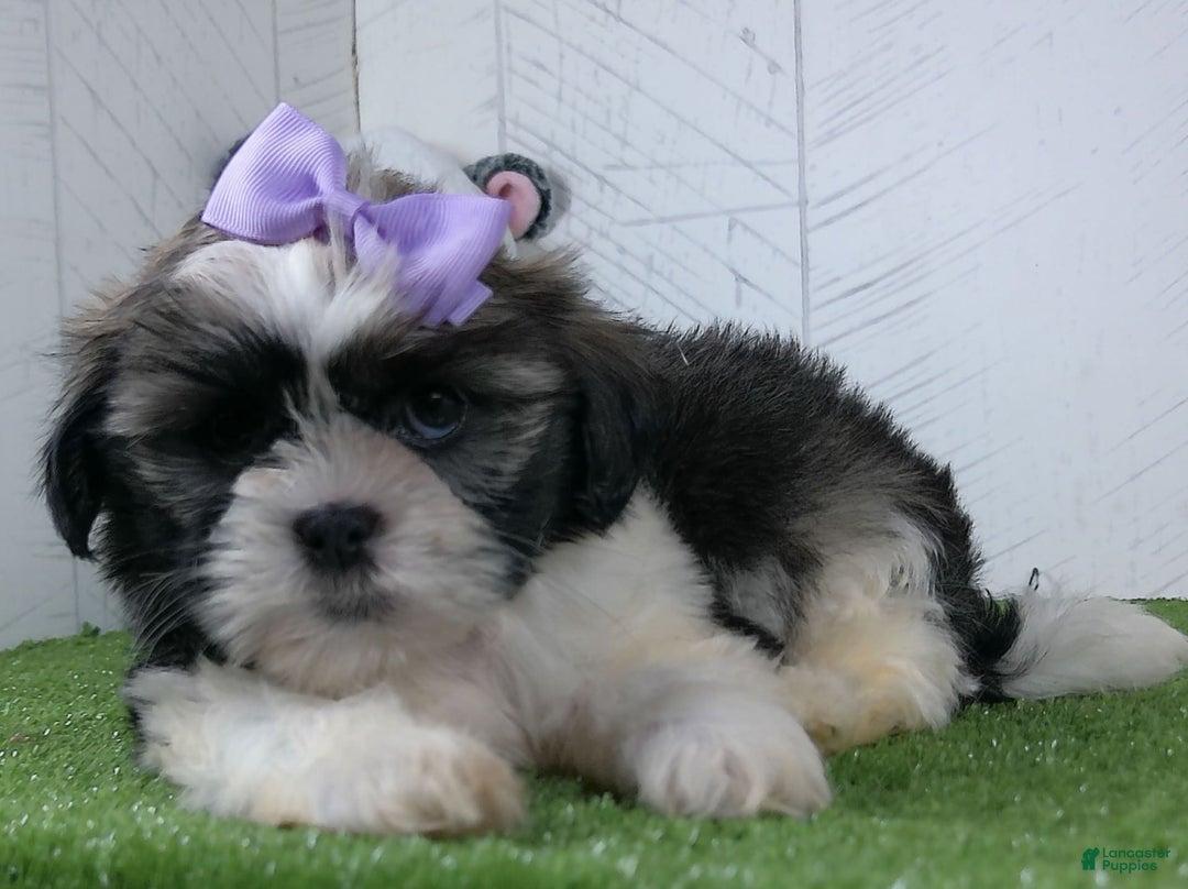 Shih Tzu dogs for sale: Susie - Image 1