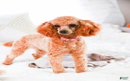 Miniature Poodle dogs for sale: Addison - Image 16