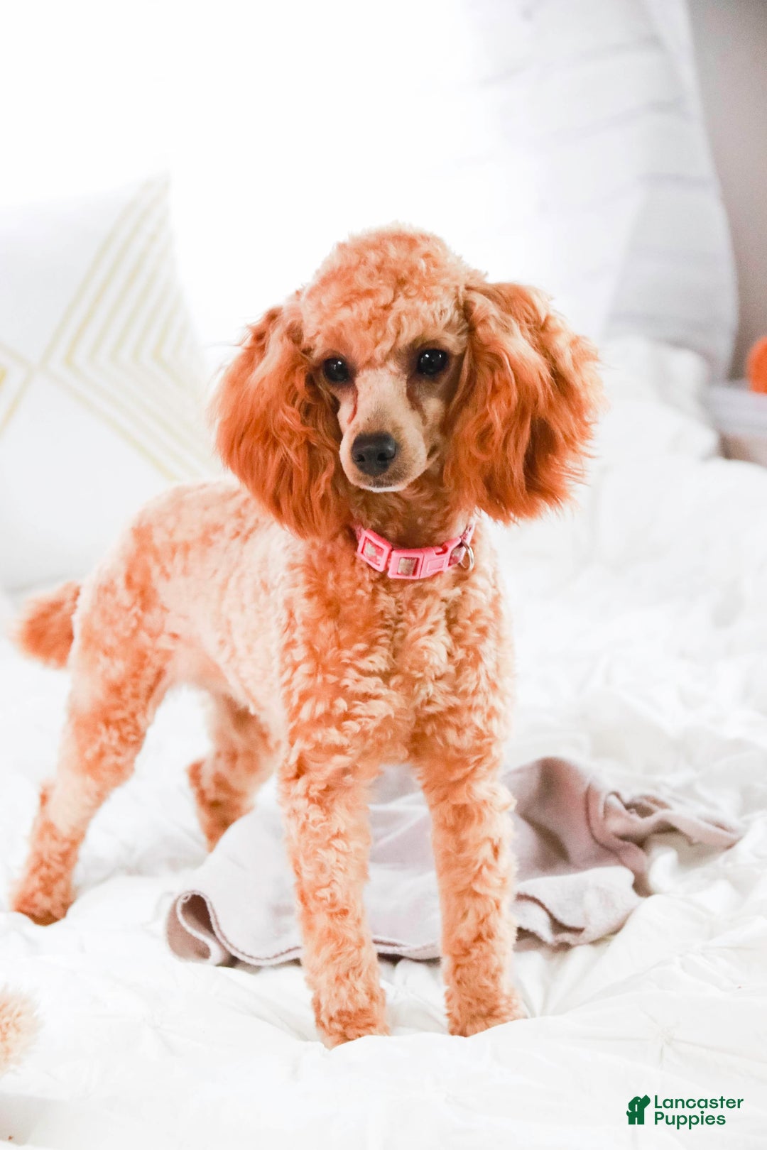 Miniature Poodle dogs for sale: Addison - Image 16