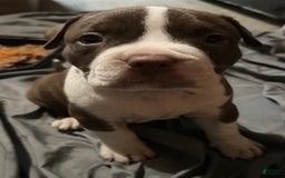 American Bully dogs for sale: Junior - Image 1