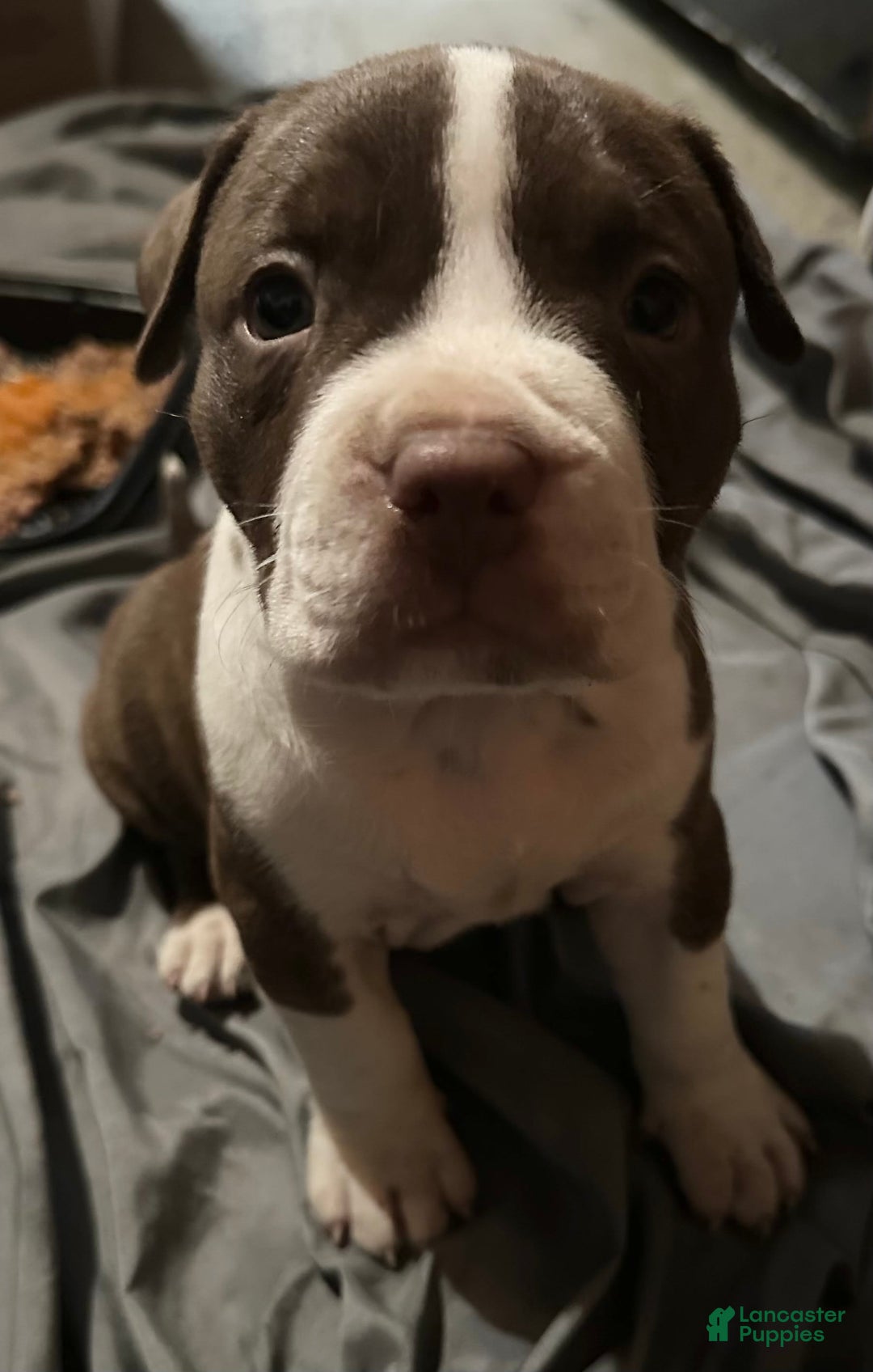American Bully dogs for sale: Junior - Image 1