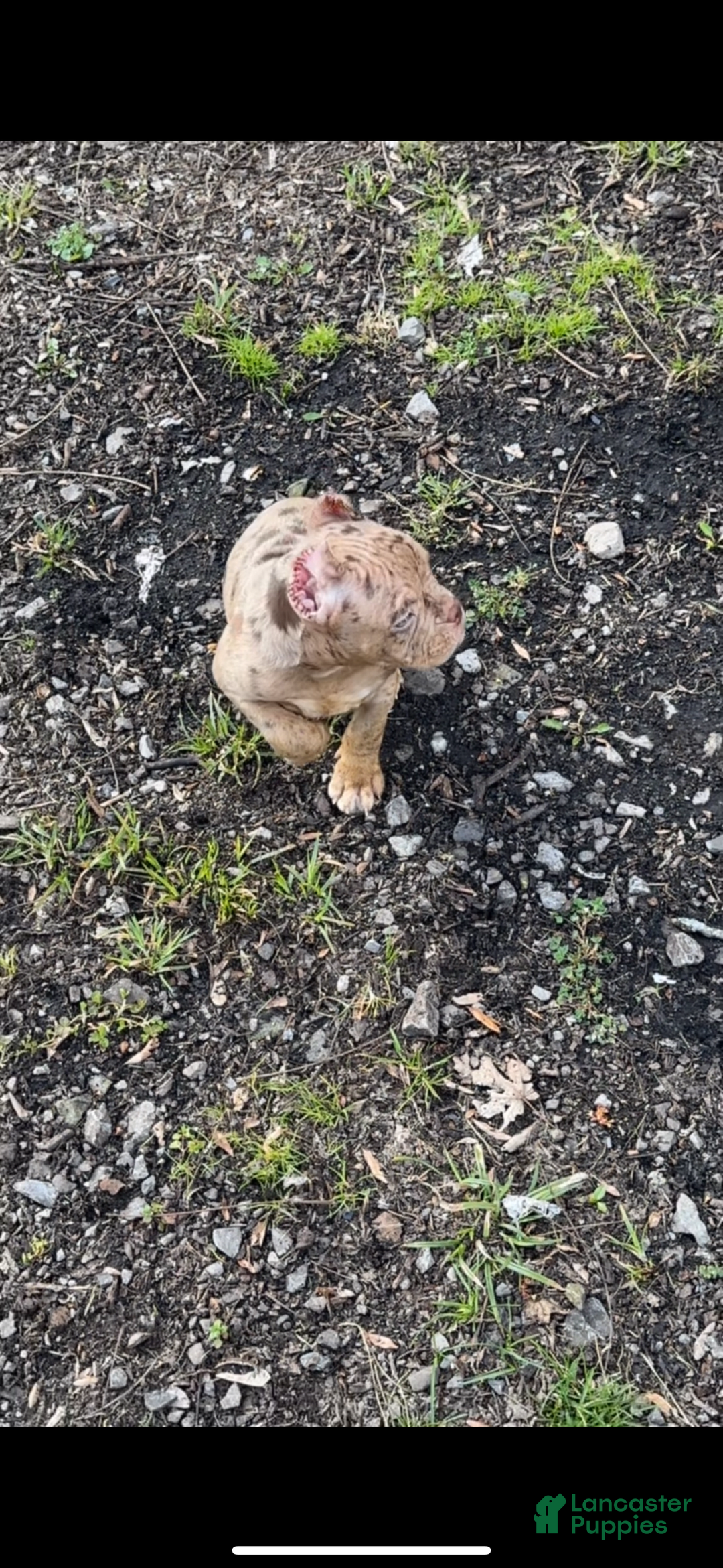 American Bully dogs for sale: Peso - Image 7