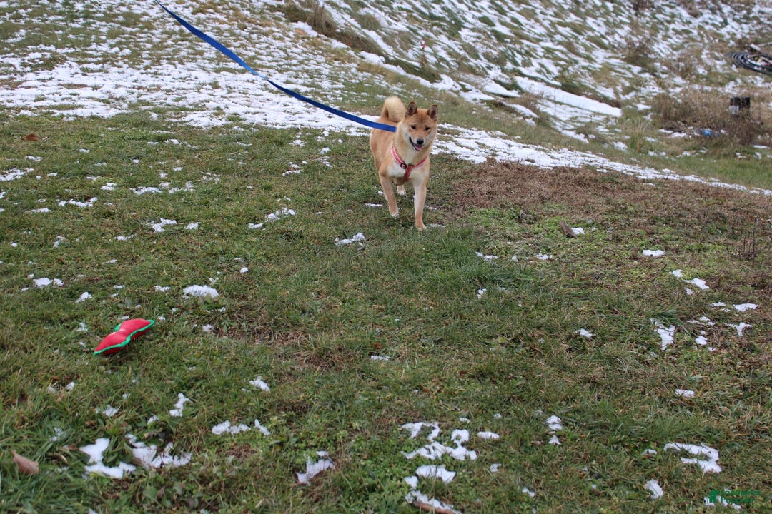 Shiba Inu dogs for sale: Tori - Image 9