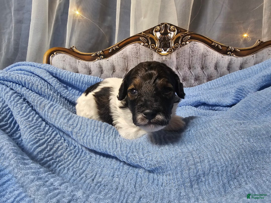 Mini Goldendoodle dogs for sale: Hudson - Image 3