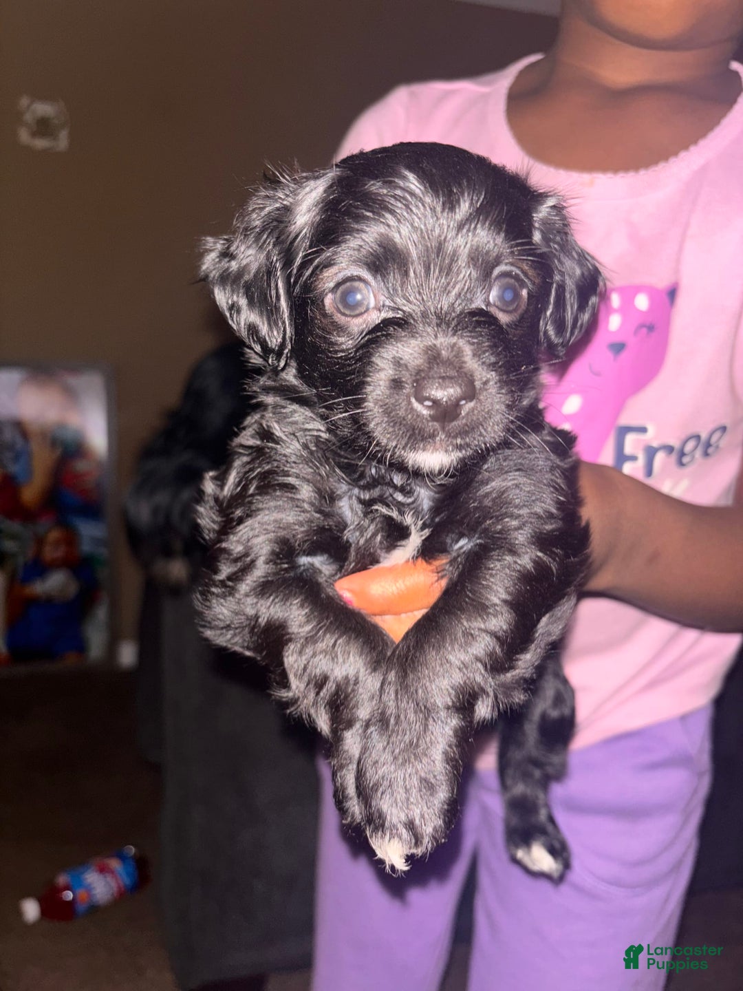 Miniature Schnauzer dogs for sale: Miniature Schnauzer 3 puppies - Image 5