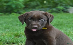 Labrador Retriever dogs for sale: Mocha - Image 5