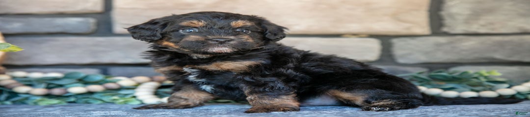 Chico