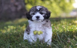 Shihpoo dogs for sale: Luca - Image 6
