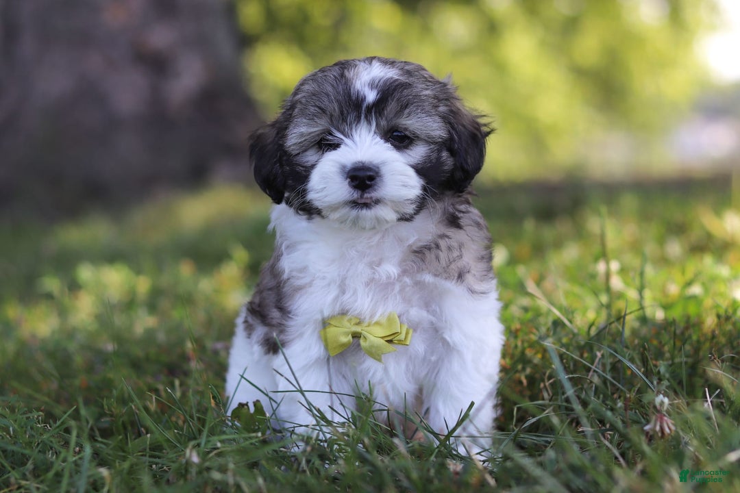 Shihpoo dogs for sale: Luca - Image 6