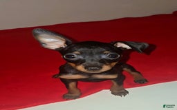 Miniature Pinscher dogs for sale: Xena - Image 1