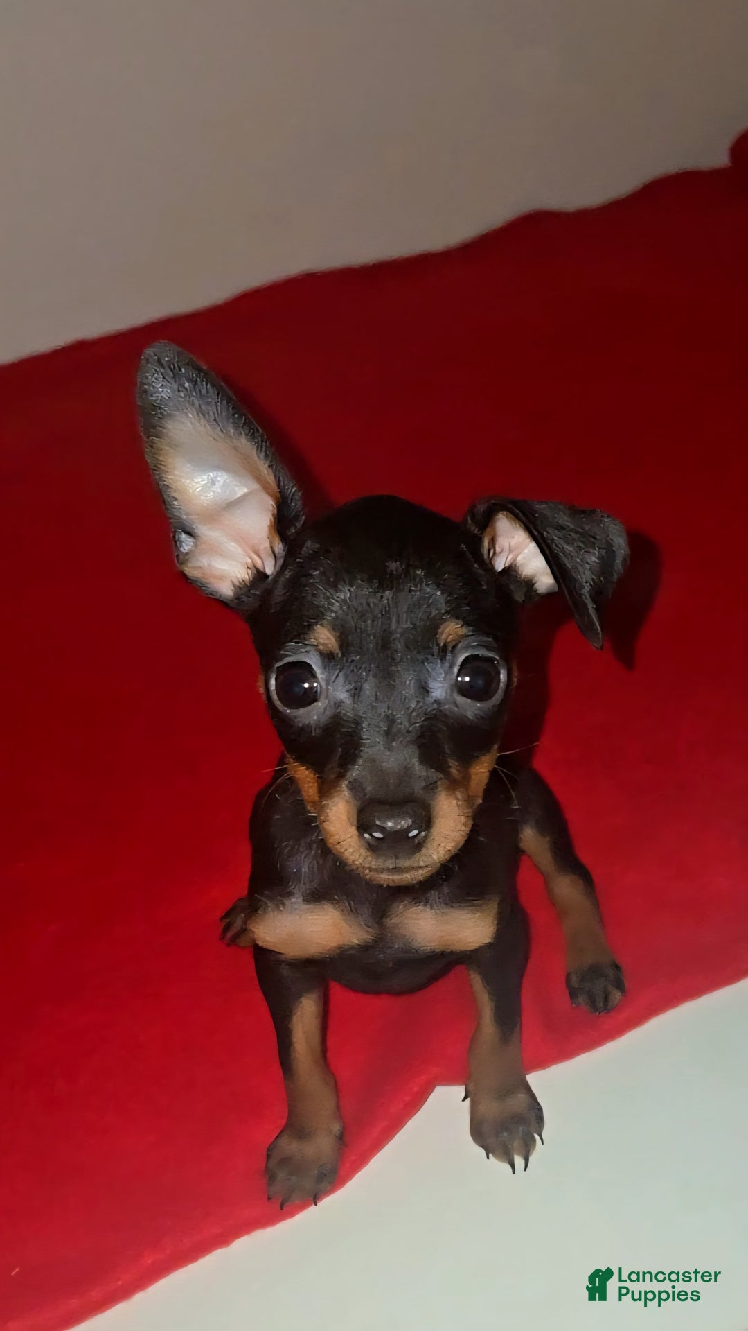Miniature Pinscher dogs for sale: Xena - Image 1