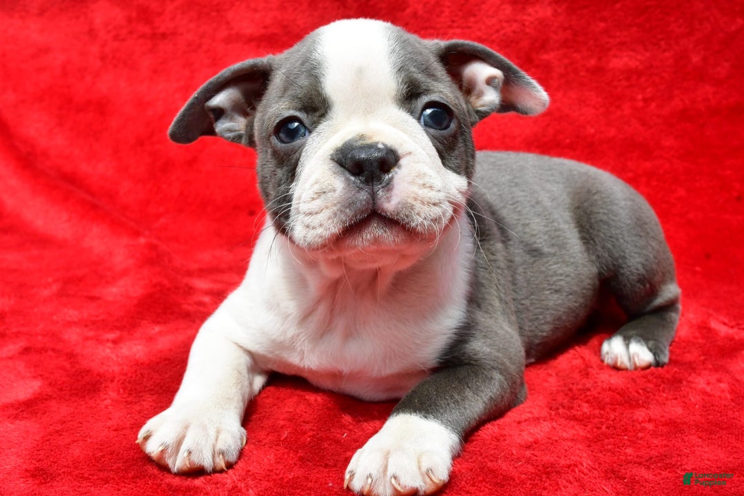 Boston Terrier dogs for sale: Jenny - Image 5