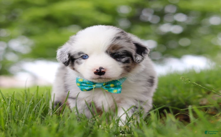 Miniature Australian Shepherd dogs for sale - Ad 4