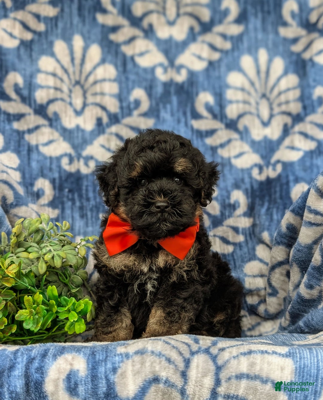 Havapoo dogs for sale: Holman - Image 3
