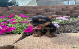 Yorkshire Terrier dogs for sale: Rebel - Image 5
