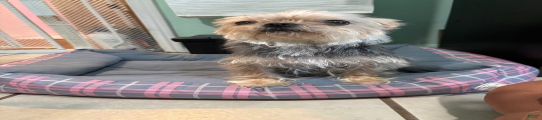 Meeko