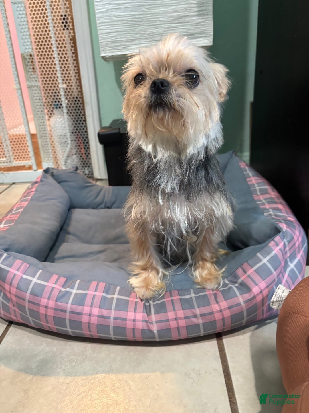 Morkie dogs for sale: Meeko - Image 4