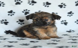 Shorkie dogs for sale: Huck - Image 5